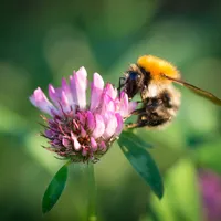 AberClaret - Rode Klaver 1 - VisscherHolland