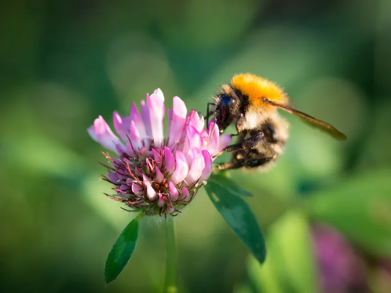 AberClaret - Rode Klaver 1 - VisscherHolland