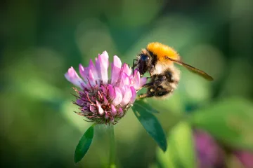AberClaret - Rode Klaver 1 - VisscherHolland