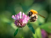 AberClaret - Rode Klaver 1 - VisscherHolland