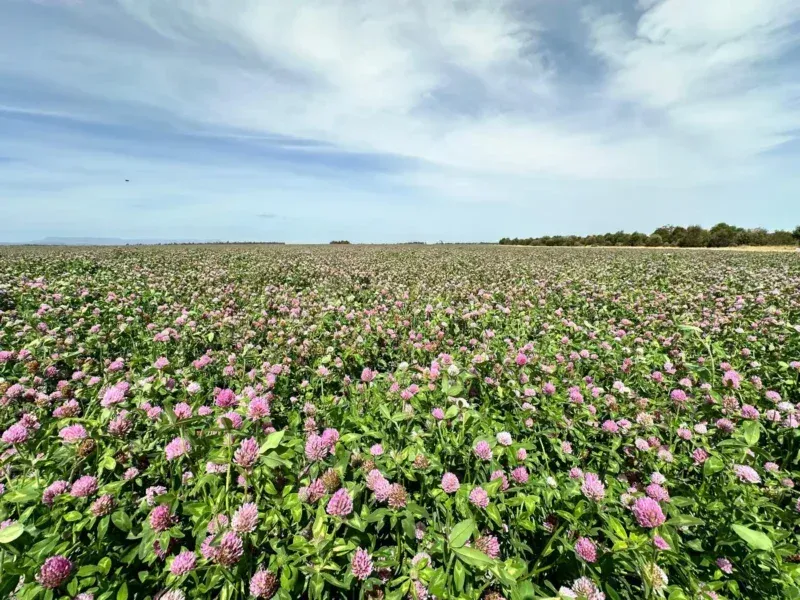 AberClaret Rode Klaver 2 - Klavers & kruiden - VisscherHolland