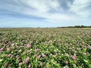 AberClaret Rode Klaver 2 - Klavers & kruiden - VisscherHolland