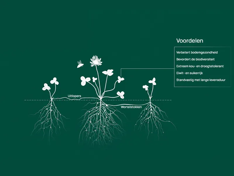 AberLasting - Dubbele beworteling - VisscherHolland