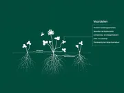 AberLasting - Dubbele beworteling - VisscherHolland