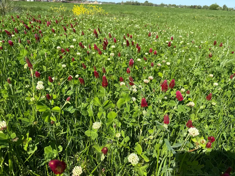 MegaSeeds - Tijdelijke Klaver 2 - VisscherHolland