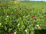 MegaSeeds - Tijdelijke Klaver 2 - VisscherHolland