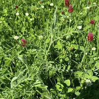 MegaSeeds - Tijdelijke Klaver 1 - VisscherHolland