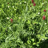 MegaSeeds - Tijdelijke Klaver 1 - VisscherHolland
