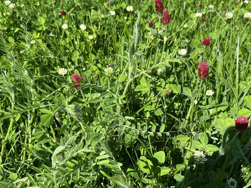 MegaSeeds - Tijdelijke Klaver 1 - VisscherHolland
