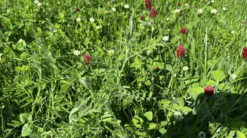 MegaSeeds - Tijdelijke Klaver 1 - VisscherHolland