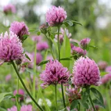 Shutterstock 142560454 bewerkt