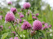 Shutterstock 142560454 bewerkt