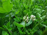 Witte klaver close up