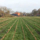 Onderzaai traag - VisscherHolland
