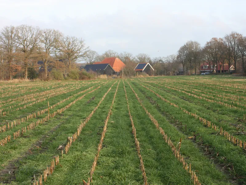 Onderzaai traag - VisscherHolland
