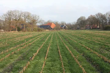 Onderzaai traag - VisscherHolland