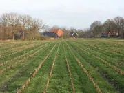 Onderzaai traag - VisscherHolland