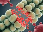 Lacteolus - TTC - VisscherHolland