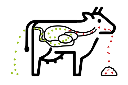 Mycotoxinen Koe - TheTransitionCompany