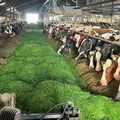 Melkveebedrijf Van Gosliga - HighSugar - VisscherHolland