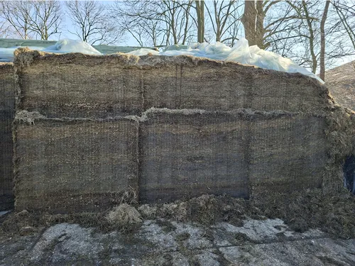 Peter van Beest Lacteolus 4