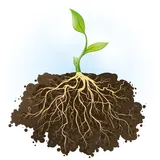 Plant met wortelstelsel - stock - VisscherHolland