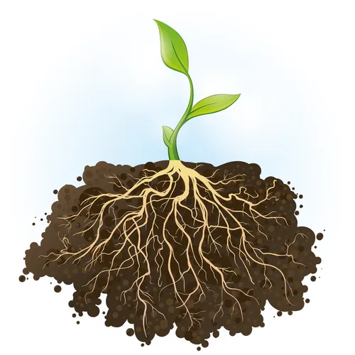 Plant met wortelstelsel - stock - VisscherHolland