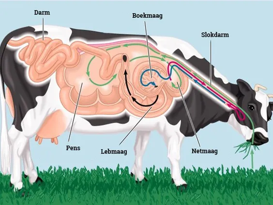Ruwvoer door de koe - VisscherHolland