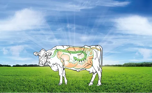 Verteringsstelsel koe - VisscherHolland