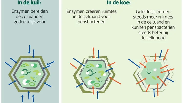 Enzymen in kuil en koe - VisscherHolland