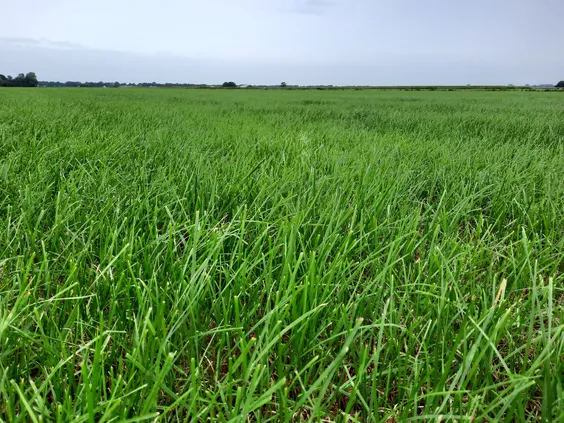 TDM High Sugar Grass - Close-up - VisscherHolland