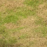 Verdroogd grasland - VisscherHolland