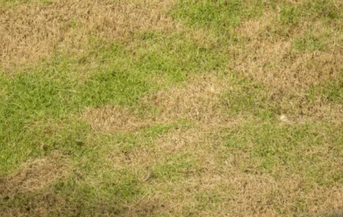 Verdroogd grasland - VisscherHolland