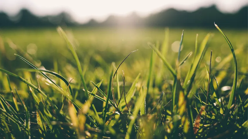 Gras - Close-up - VisscherHolland