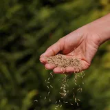 Graszaad - Stock - VisscherHolland