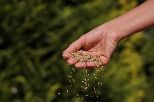Graszaad - Stock - VisscherHolland
