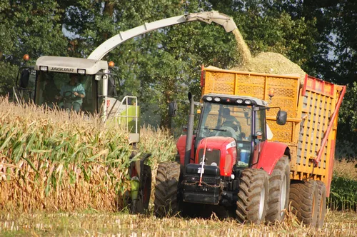 Mais hakselen - VisscherHolland