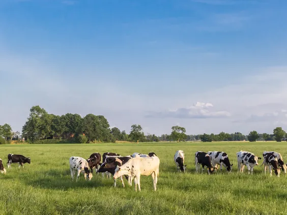 Koeien in weide - VisscherHolland
