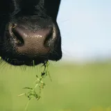 Koe met hap klavers - VisscherHolland