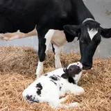 Koe en kalf in stro
