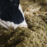 Koe selecteerd voer