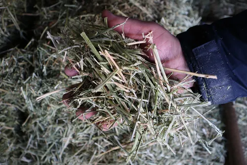 Handvol kuilgras - VisscherHolland