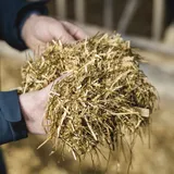 Handvol kuil - VisscherHolland