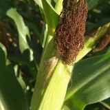 Maiskolf gesloten - VisscherHolland