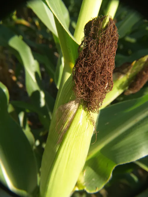 Maiskolf gesloten - VisscherHolland