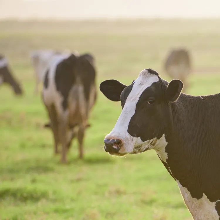 Productcategorie - Diergezondheid - VisscherHolland