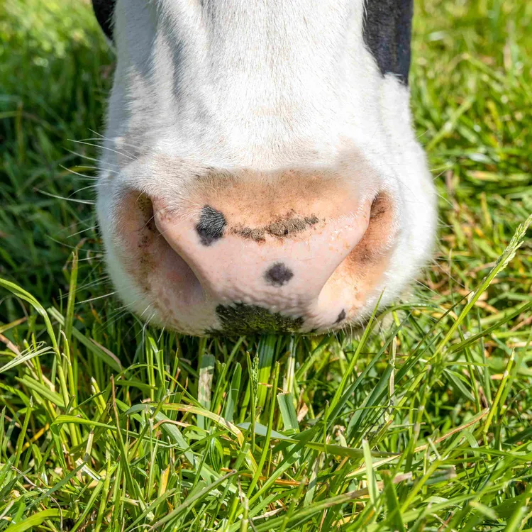 Productcategorie - Zaaien - VisscherHolland