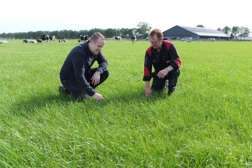 Koeien blijven ervoor buiten