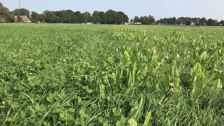 MegaSeeds Graskruiden 4 - VisscherHolland
