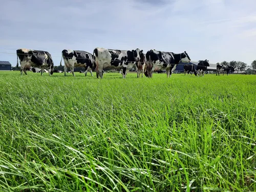 TDM High Sugar bij Ake vd Vinne - VisscherHolland